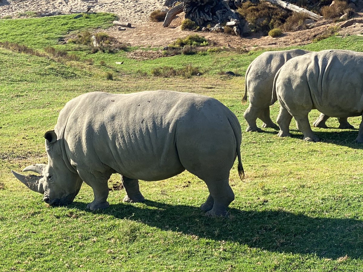 CamSciSD's tweet photo. @sandiegozoo Thank you for the Teacher Workshop in Conservation Science. It was an amazing three days filled with hope for our wildlife and ecosystems. I am so grateful for the research, resources, people, and learning. https://t.co/2fExKmWqN8