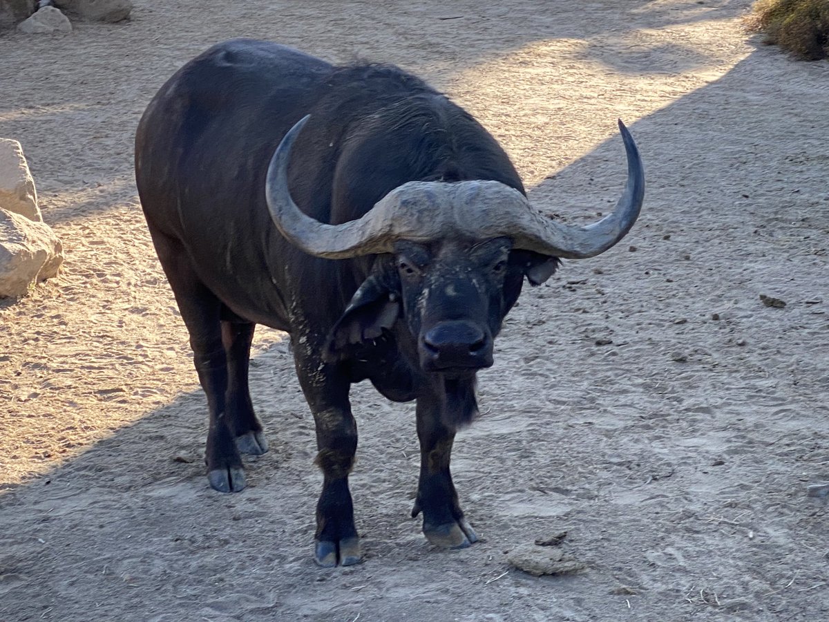 CamSciSD's tweet photo. @sandiegozoo Thank you for the Teacher Workshop in Conservation Science. It was an amazing three days filled with hope for our wildlife and ecosystems. I am so grateful for the research, resources, people, and learning. https://t.co/2fExKmWqN8