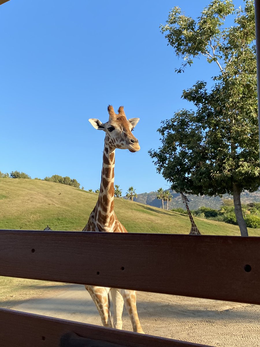 CamSciSD's tweet photo. @sandiegozoo Thank you for the Teacher Workshop in Conservation Science. It was an amazing three days filled with hope for our wildlife and ecosystems. I am so grateful for the research, resources, people, and learning. https://t.co/2fExKmWqN8