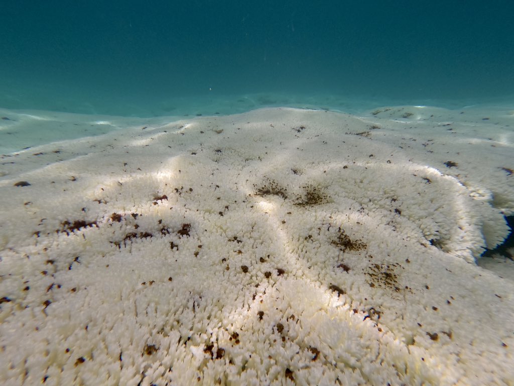 Edgardo Ochoa tweet media