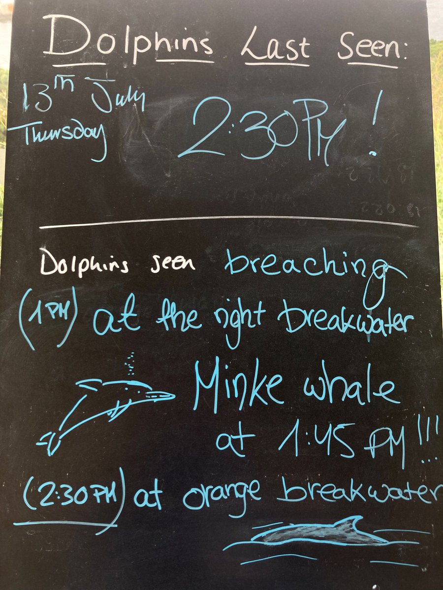 Minke Whale spotted today!🐳🐳🐳🐳 Thanks to our new volunteer programme our volunteers are helping visitors spot dolphins and whales!! 🐳🐬🐳🐬🐳🐬