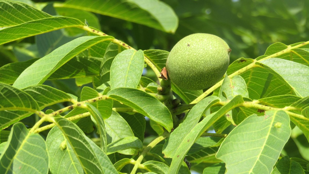 bloglezer's tweet photo. Nieuwe inspiratie geademd voor een nieuw schrijven en YouTube video bij een straatje om: 
de walnotenboom aan de waterkant:
#NatureBeauty #NaturePhotography #julibloeiers #naturelover #Walnut #tree #trees #Juglans #inspirational #walnut_tree @wilma_meijerink https://t.co/5ZvggjWqPh