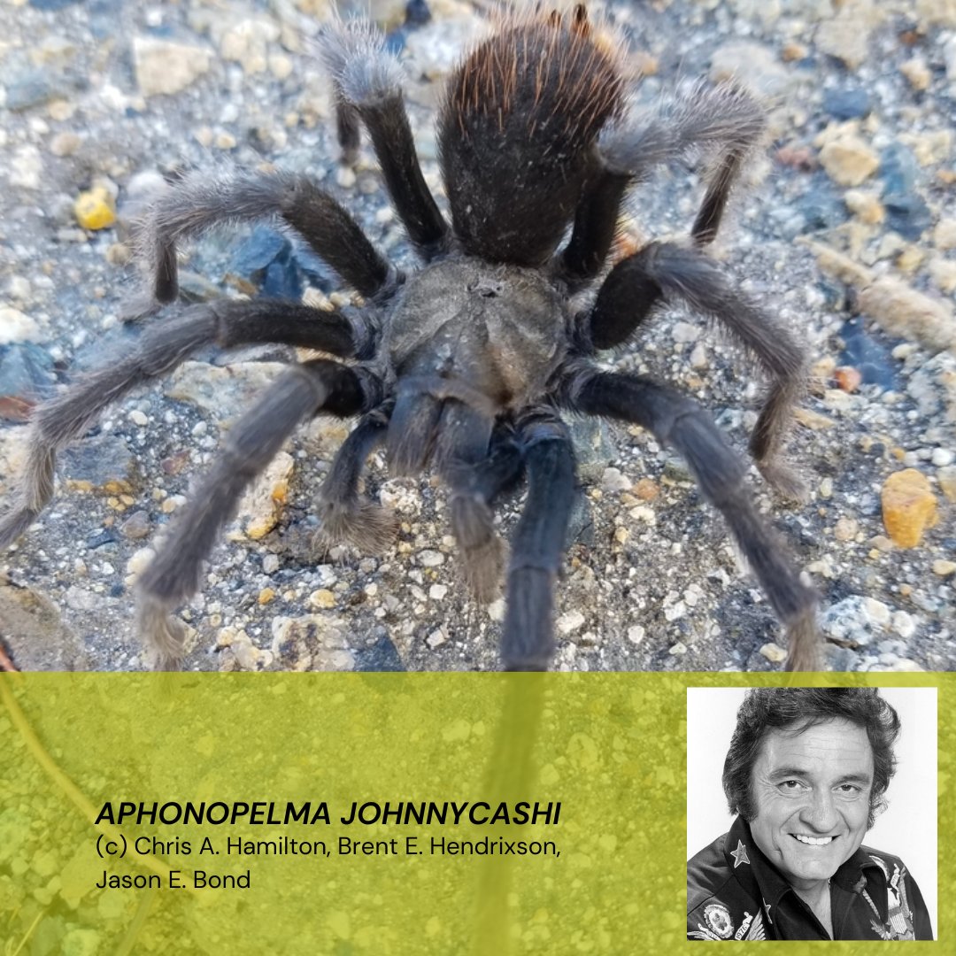ProtectSpecies's tweet photo. On this #InternationalRockDay, we celebrate some invertebrate species named after rock stars... starting with The Man in Black, Mr. Johnny Cash. Aphonopelma johnnycashi is a tarantula species first seen near Folsom Prison in California. 1/ https://t.co/qEFfiu2dDf