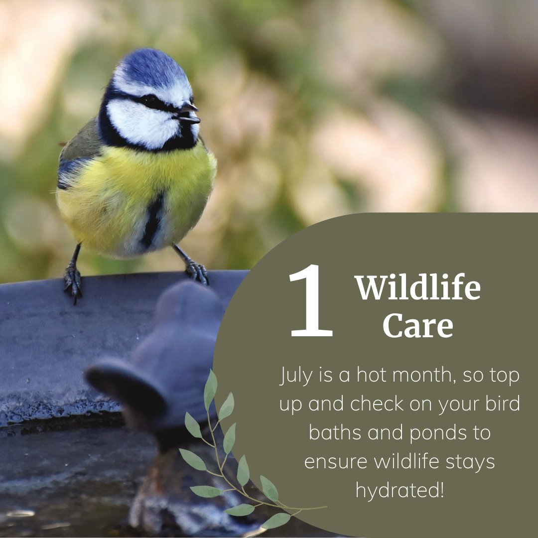 Primrose tweet media