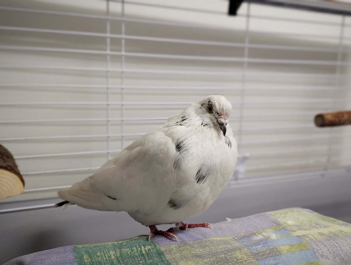 CalgaryHumane tweet picture