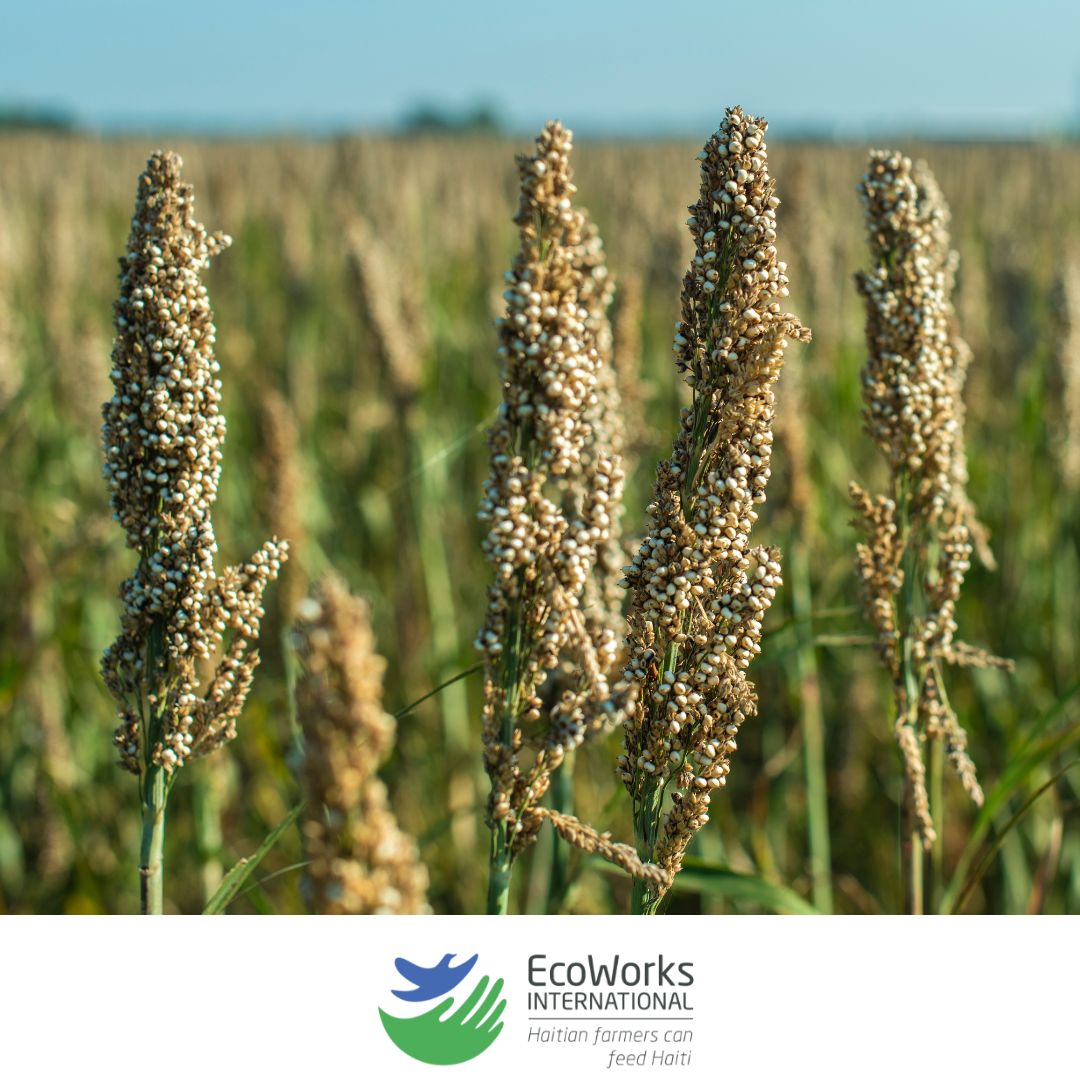 eco_works's tweet photo. HAITI LEADERS: in 2014 Haiti’s millet production: 44,151 tons; in 2016:
18,589. A nasty bug attacked the crops. Quisqueya University researchers
led by Dr. GAEL PRESSOIR developed a bug-resistant plant they tested in
2017. In 2021 millet production: 70,000 tons. Kudos! https://t.co/UjG0mf3M7l