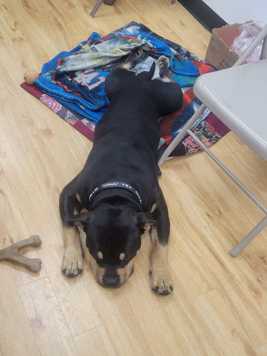 bud121213's tweet photo. Lazy shop dog https://t.co/KOzIqVLYTm