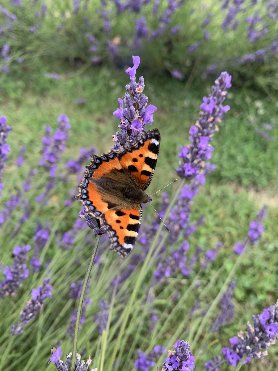 Wildlife Groundswell tweet media