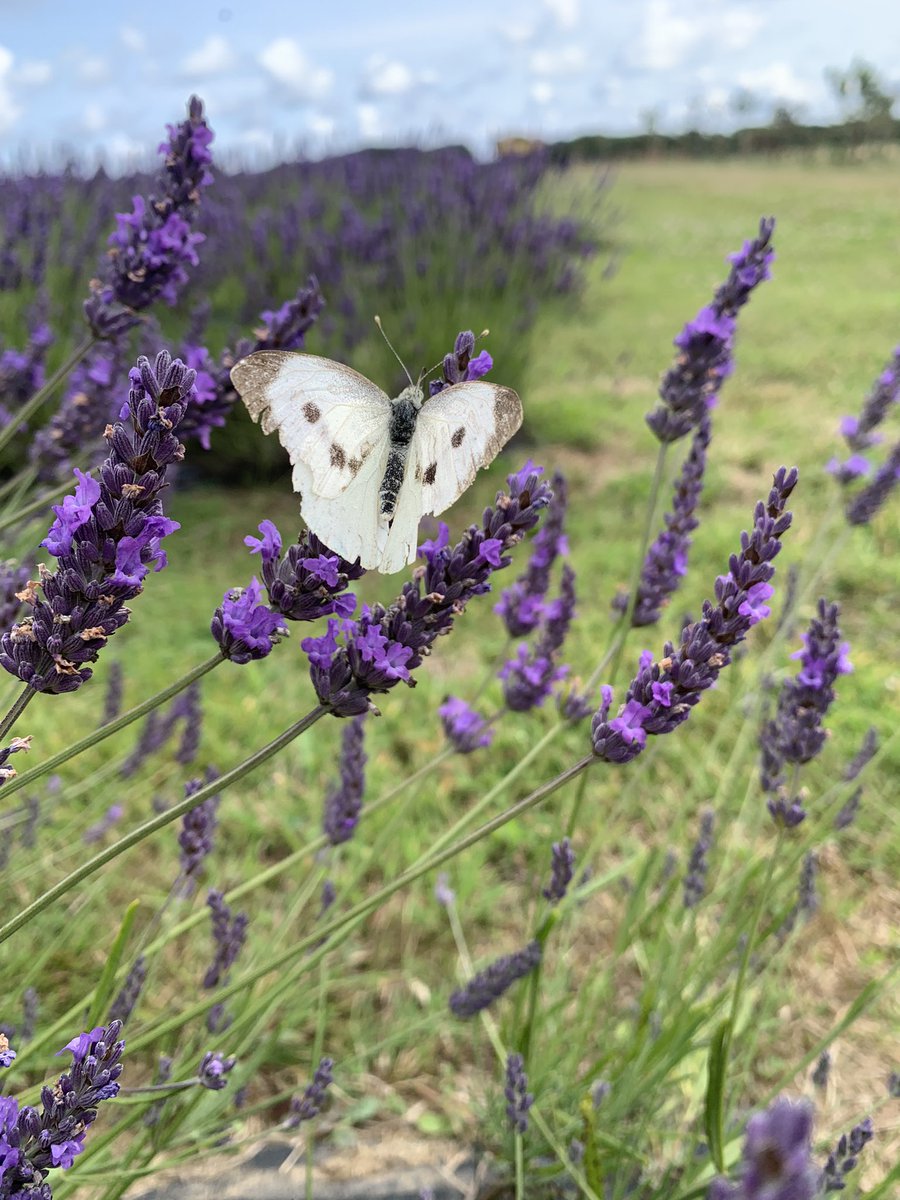 Wildlife Groundswell tweet media
