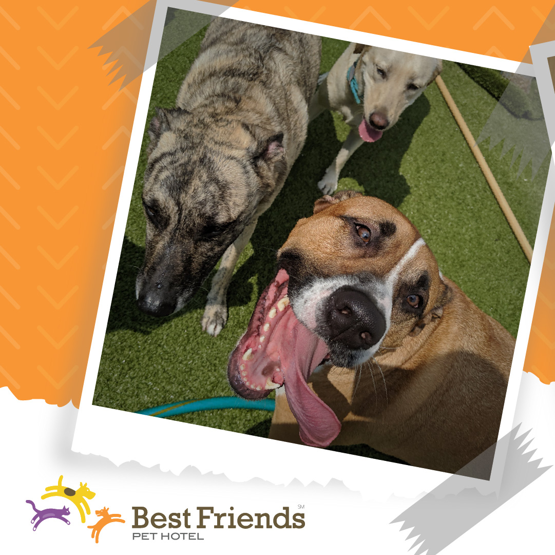 Best Friends Pet Hotel on Twitter "📸 Time is running out! ⏰ Only Two