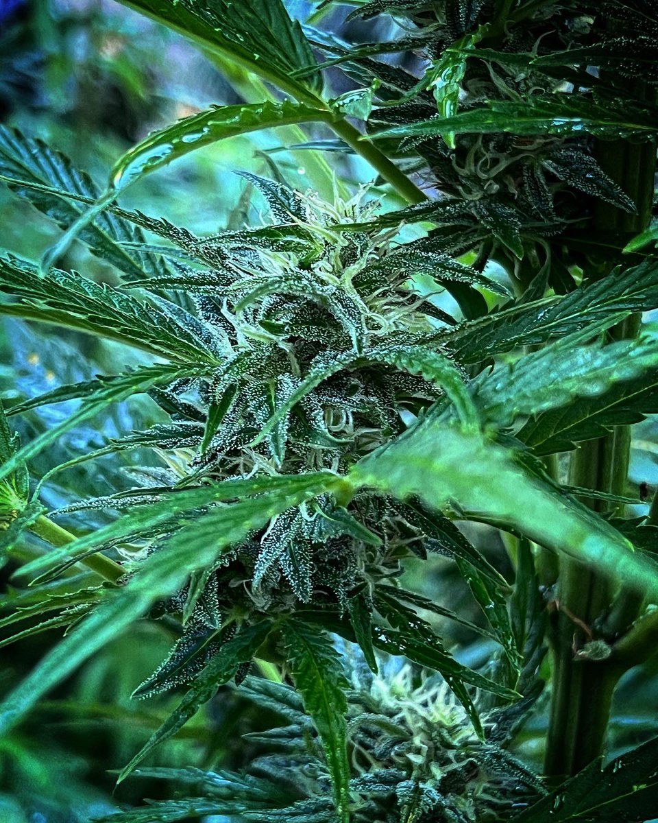 teebeedeefarms's tweet photo. Squirt Auto 🧬 @HumboldtSeed
She reaks of orange peels, easily smelled within 10’ of walking outside 🤤
🍁TeeBeeDee man…TBD🍁
#hemp #organic #sungrown #inground https://t.co/2w0AwLAGer