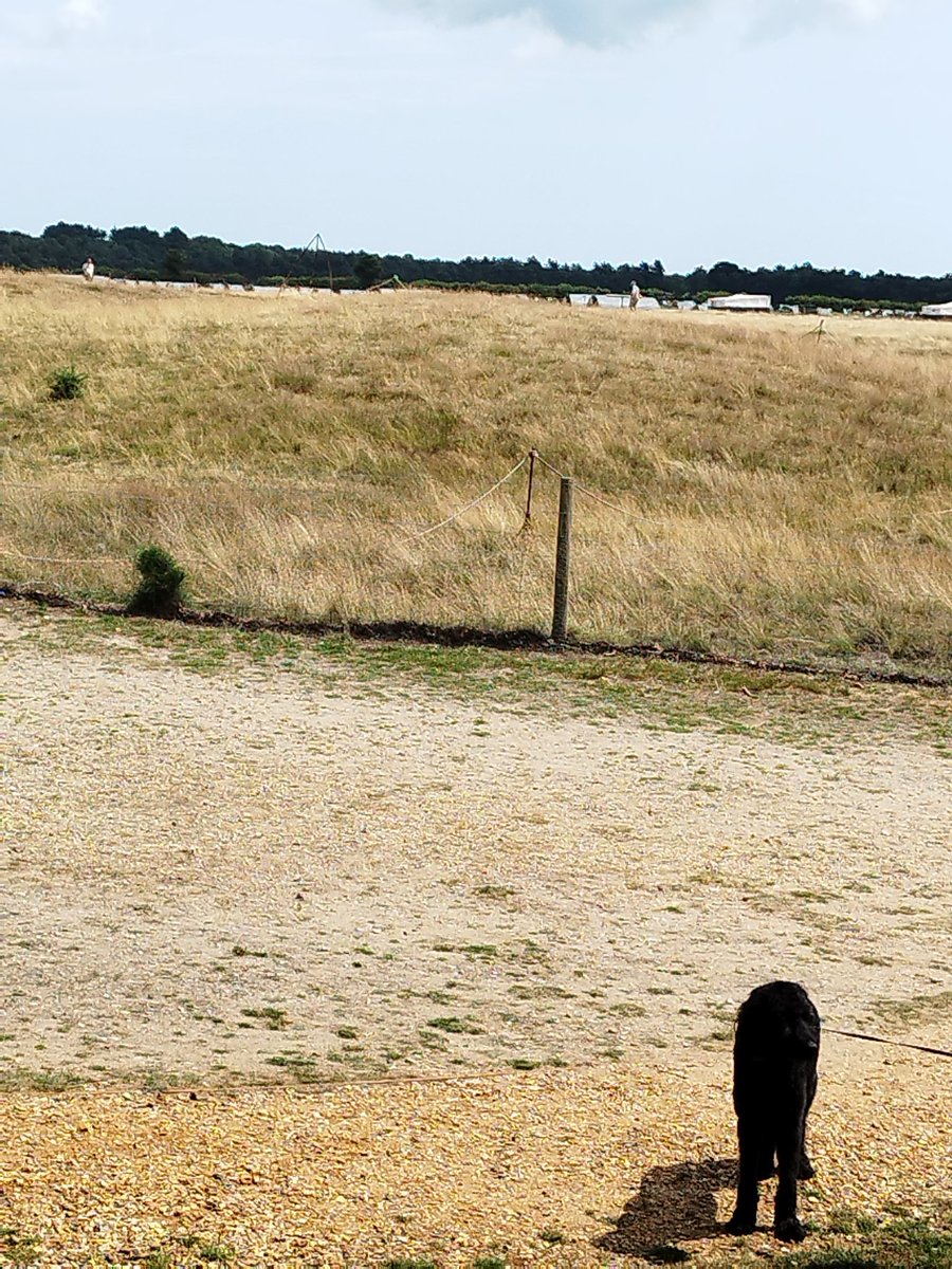 ZebedeeZebedog's tweet photo. Another lovely outing in Suffolk. This time @NT_SuttonHoo Sadly I couldn't go up to the viewing tower as I am not an assistance dog (even though I am usually very helpful) So I didn't get to see the view myself. https://t.co/MDuIu8Bafa