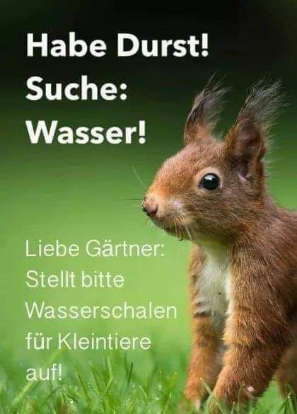 Gem_f_d_Tiere's tweet photo. STELLT BITTE WASSERSCHALEN DEN TIEREN ZUR VERFÜGUNG!
Ob groß oder klein sie werden es euch danken und rettet vor dem Verdursten! Bitte kleine Äste, Steine reinlegen, dass die Insekten nicht ertrinken!😉 https://t.co/DVk3SUU9Fg