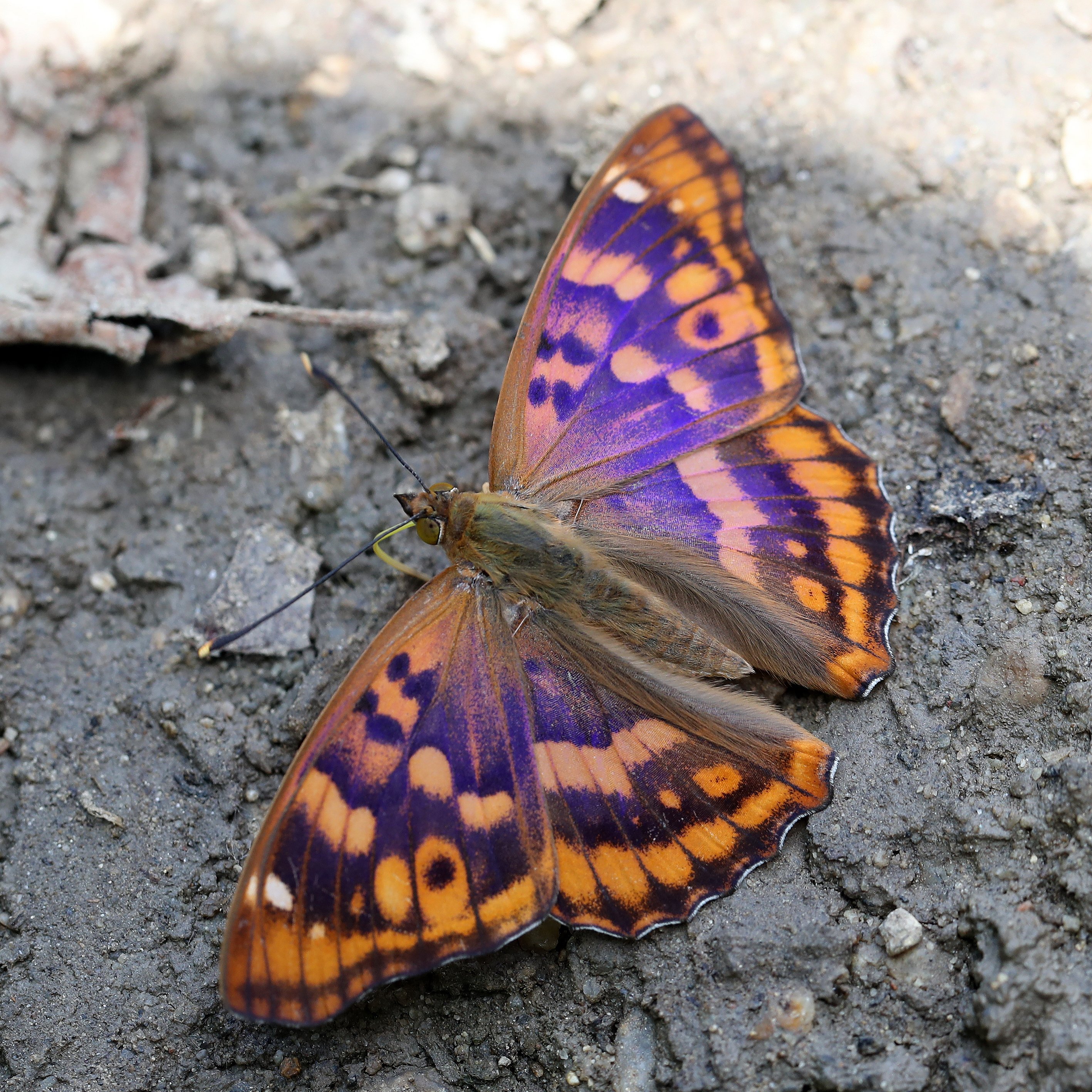 Mariposa Nature Tours (@Mariposa_Nature) / Twitter