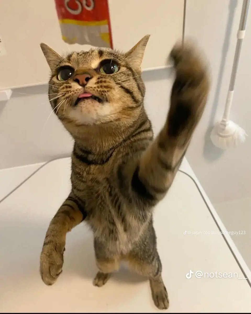 Kitty