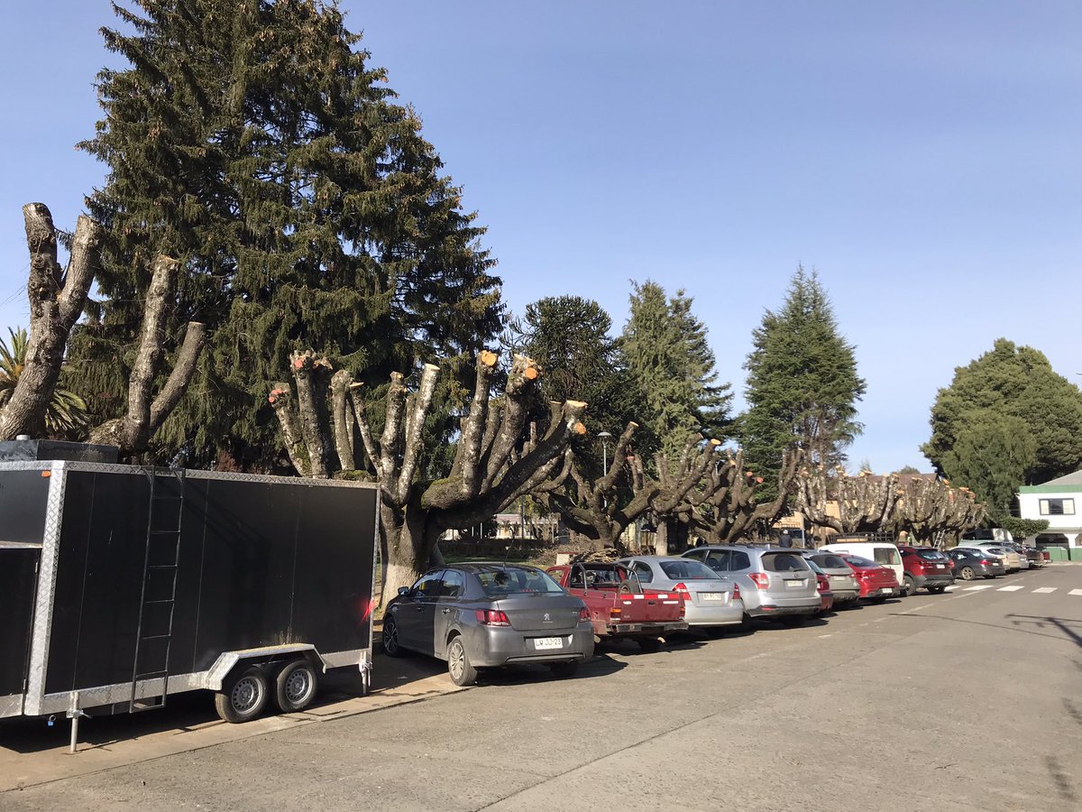 Qué triste lo que ha hecho @VilcunMuni con la mutilación de los árboles de la plaza y de las calles de la comuna. 
@AChMChile @amoarbolurbano @ArbolCl @rogutierz @Vilcun_Al_Dia