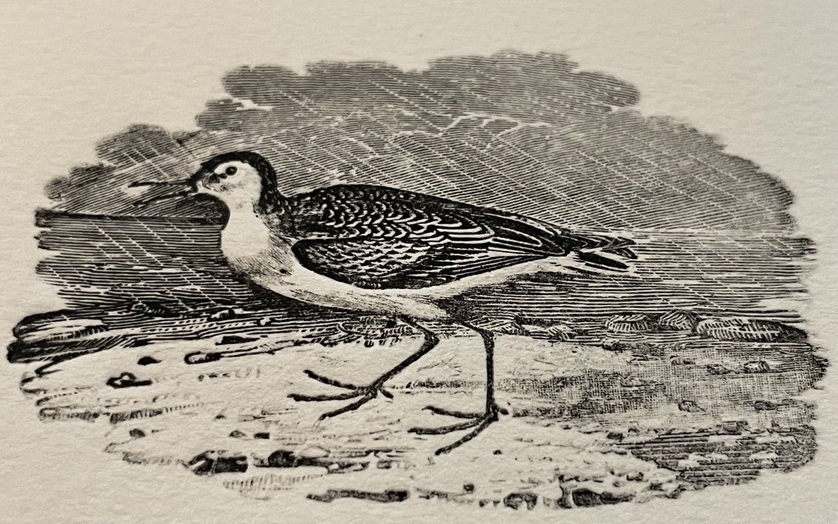 Bewick’s Little Stint in rain: such genius