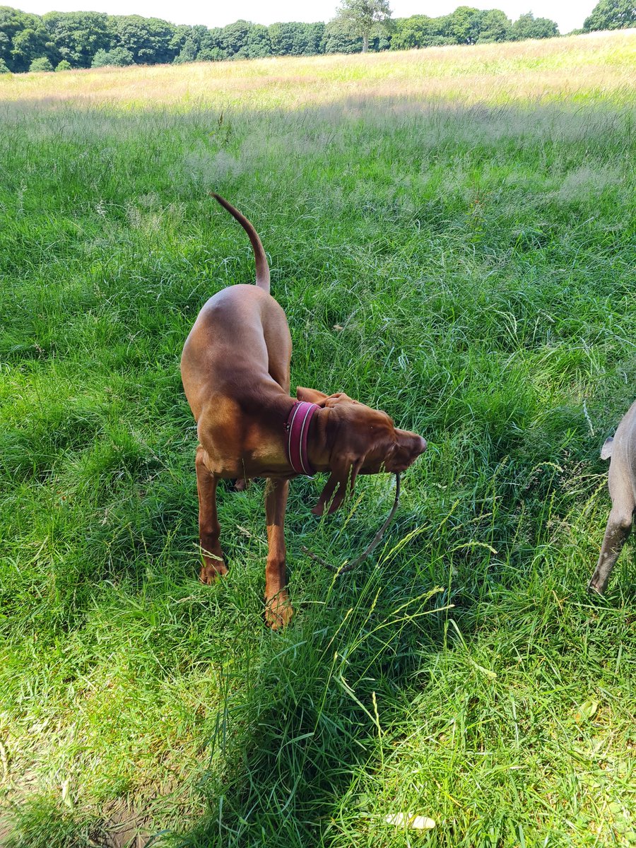 Jess Sunderland tweet media