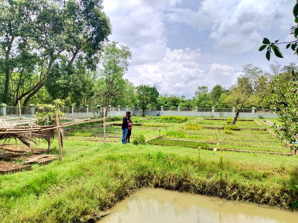 Visited the #MangroveMetaNursery in #Bhitarakanika, India's 2nd-largest mangrove forest. It's a testament to the remarkable partnership between @UNDP, @moefcc, @theGCF, and @ForestDeptt, resulting in an exceptional model nursery holding all 32 species and 64 sub-species.(1/2) @UN