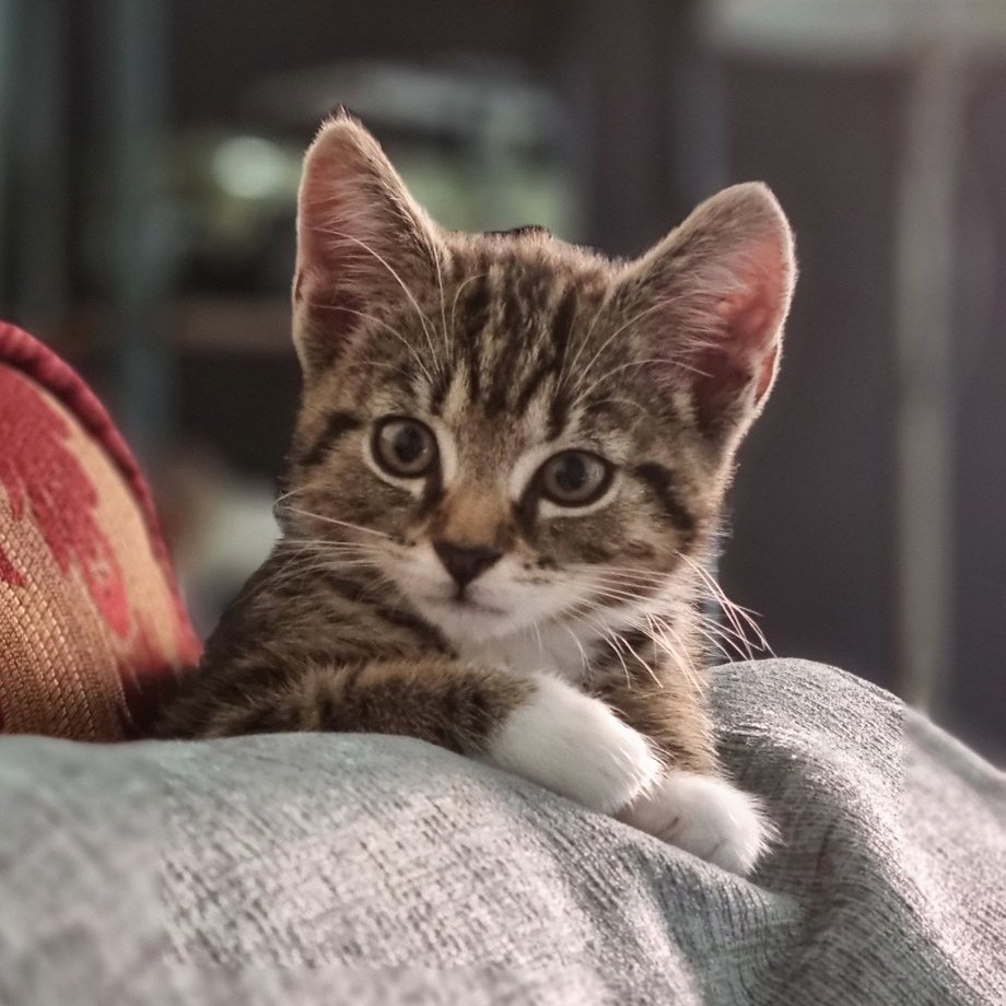 SusanCalman's tweet photo. Susan's #CatOfTheDay is Jinx.

Thank you @claireh74689716 for sharing this pic! https://t.co/RWklNeBlMs