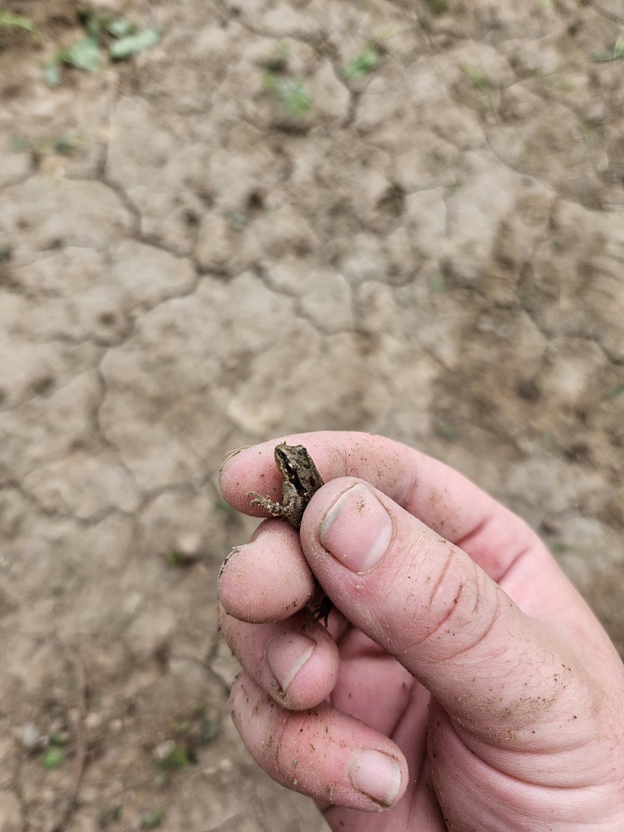 Livv_Grace_22's tweet photo. Friends, frogs, and field work- feels good to get out of the lab every once in a while @CSUAgSci #STEM #fielddayz #ARDEC #research https://t.co/dQmU9iVLcr