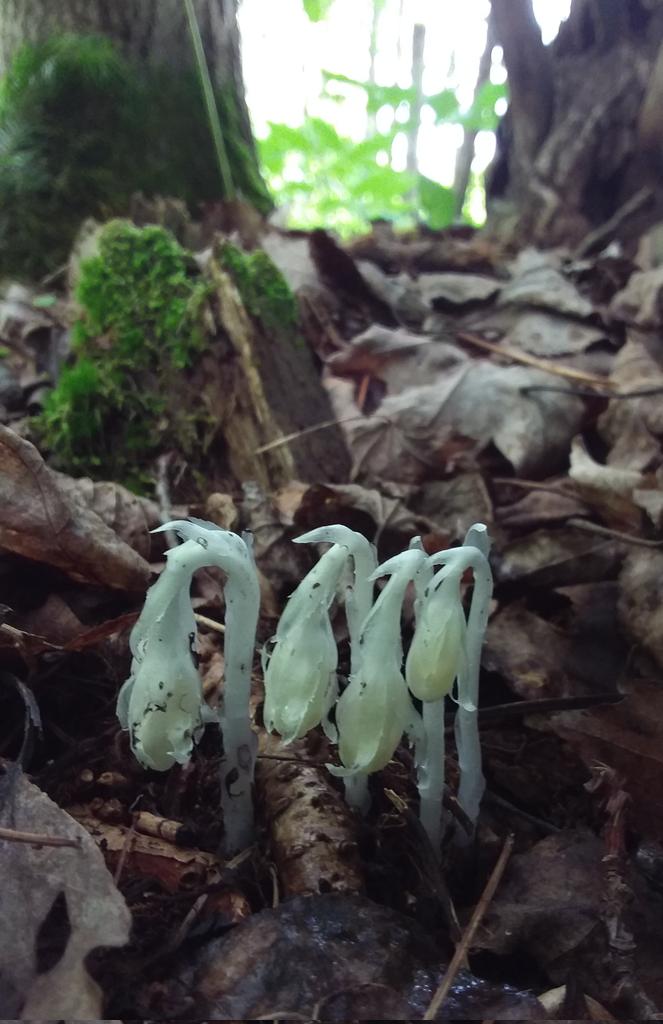 TheRustyIRiS's tweet photo. One other neat thing about these Ghost Flowers is that they bruise blue.
If put in alcohol turn it blue, and could be a seditive, but could stop the heart.
#GhostFlowers #GhostPipe #nature https://t.co/mJ6GmFSVYa