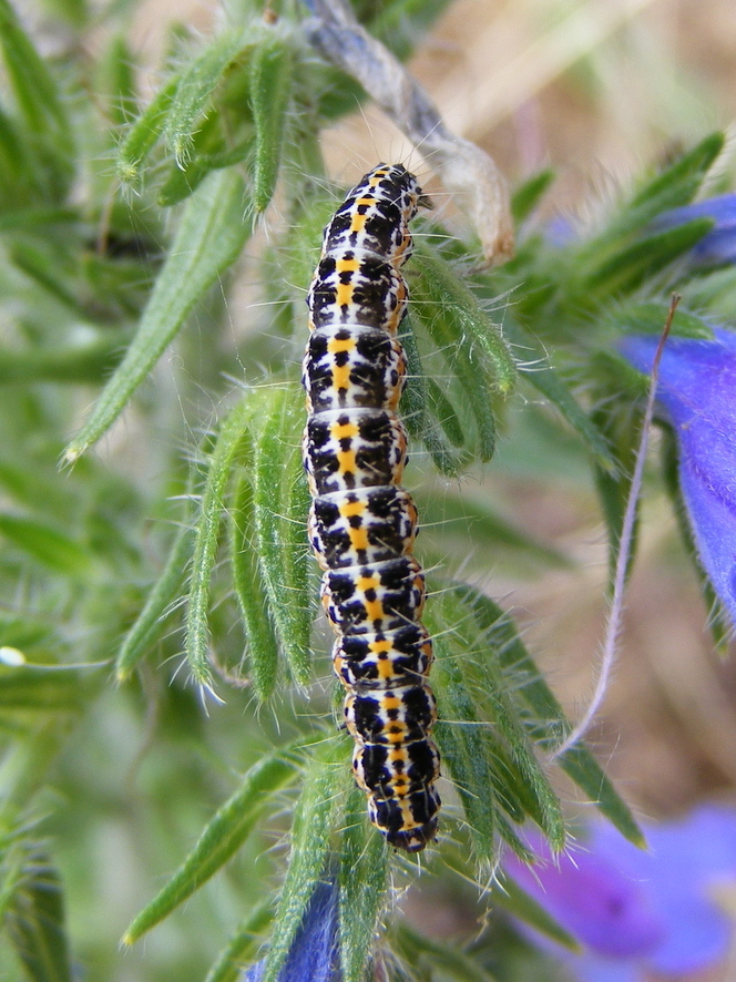 Vandaag hebben we tweemaal een Grote zwartwitmot gezien, zoek de verschillen!
<a href="/vlinderNL/">De Vlinderstichting</a> @UtrLandschap @boswachter_jacq <a href="/MicromothsNED/">Microlepidoptera.nl</a>