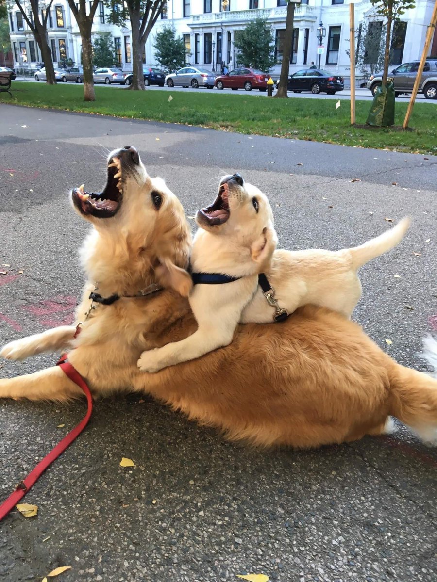 twaniimals's tweet photo. https://t.co/apgDZJXygR