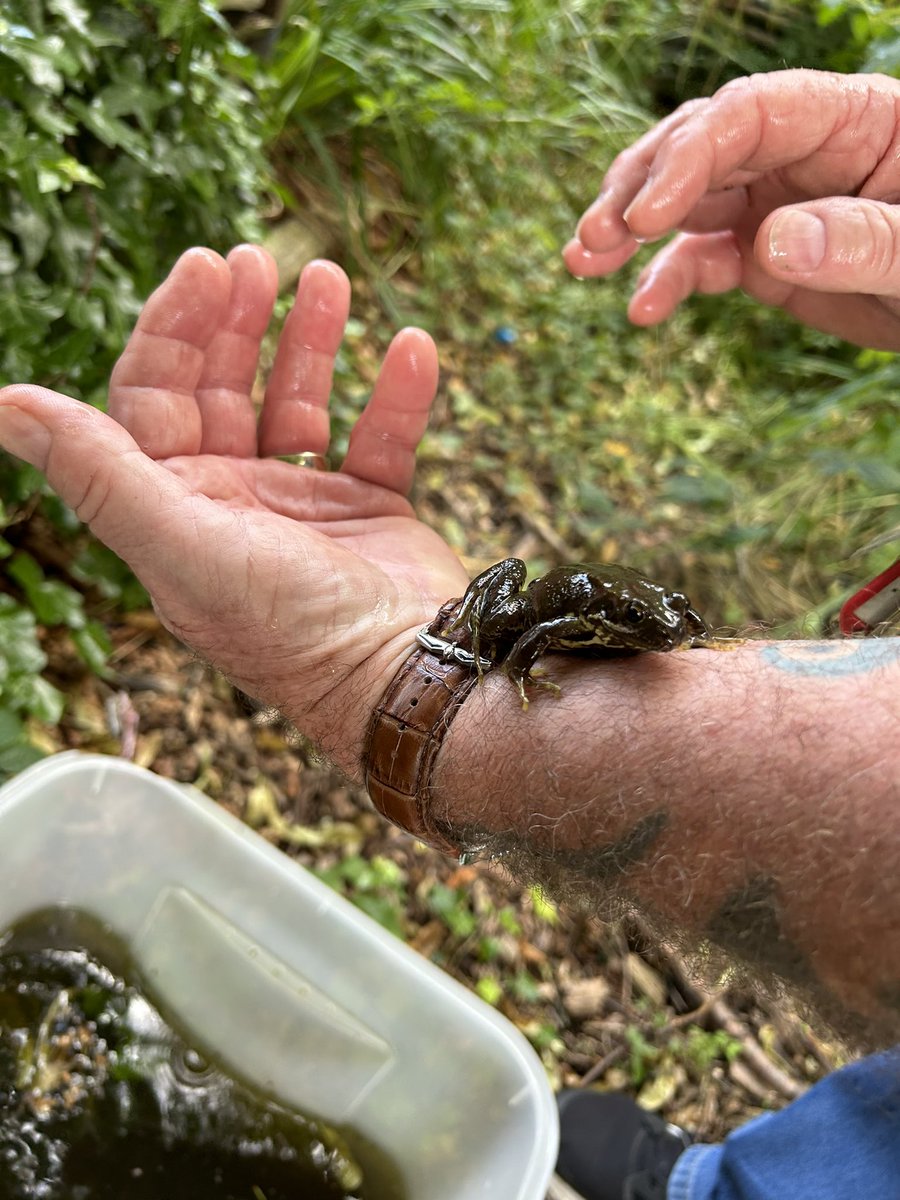 Roscoe_Primary's tweet photo. Finally, our tadpoles have turned into frogs! Reception were so excited, after months of watching them grow they’re finally fully formed🥺🐸 #RP_Reception #RP_UnderstandingTheWorld https://t.co/lXADM7aaws