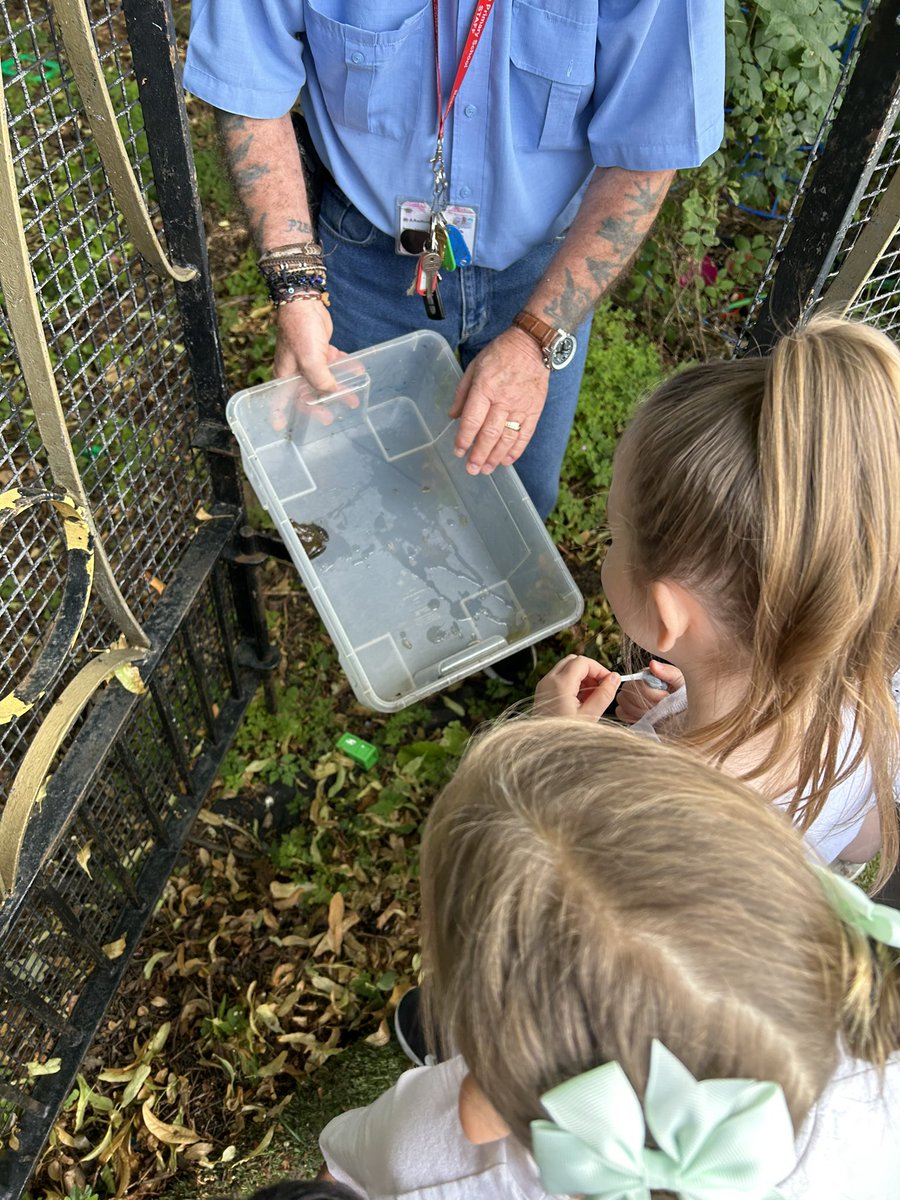 Roscoe_Primary's tweet photo. Finally, our tadpoles have turned into frogs! Reception were so excited, after months of watching them grow they’re finally fully formed🥺🐸 #RP_Reception #RP_UnderstandingTheWorld https://t.co/lXADM7aaws