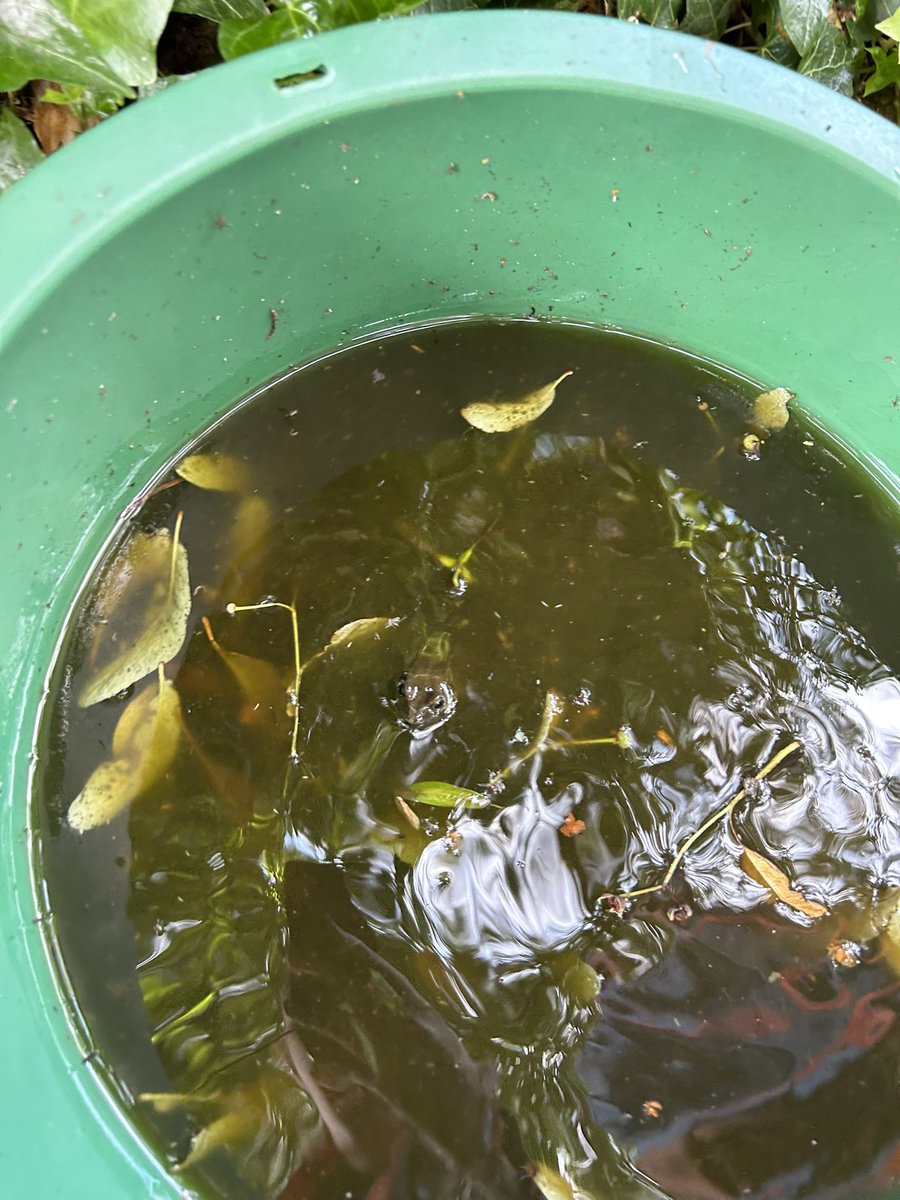 Roscoe_Primary's tweet photo. Finally, our tadpoles have turned into frogs! Reception were so excited, after months of watching them grow they’re finally fully formed🥺🐸 #RP_Reception #RP_UnderstandingTheWorld https://t.co/lXADM7aaws