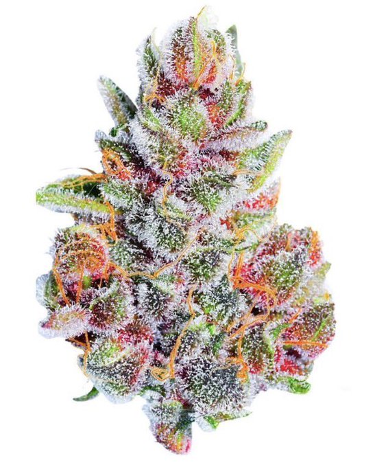 name this get 3.5g ?

Click here : bit.ly/3ot5dWy 

#Mmemberville #CannabisCommunity #cannabisculture #StonerFam #CanadaDay #newfoundland #weedsmokers