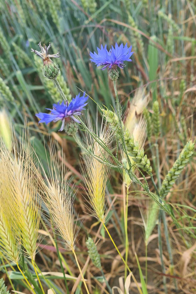 stepelka's tweet photo. During my holiday came the nice news that our manuscript about this beautiful #blue plant has been accepted for publication.
So, most likely, I will soon write a few words about our research on #cornflower #Centaureacyanus
#chaber #plantscience
#happy :) https://t.co/lmixUQJIdp