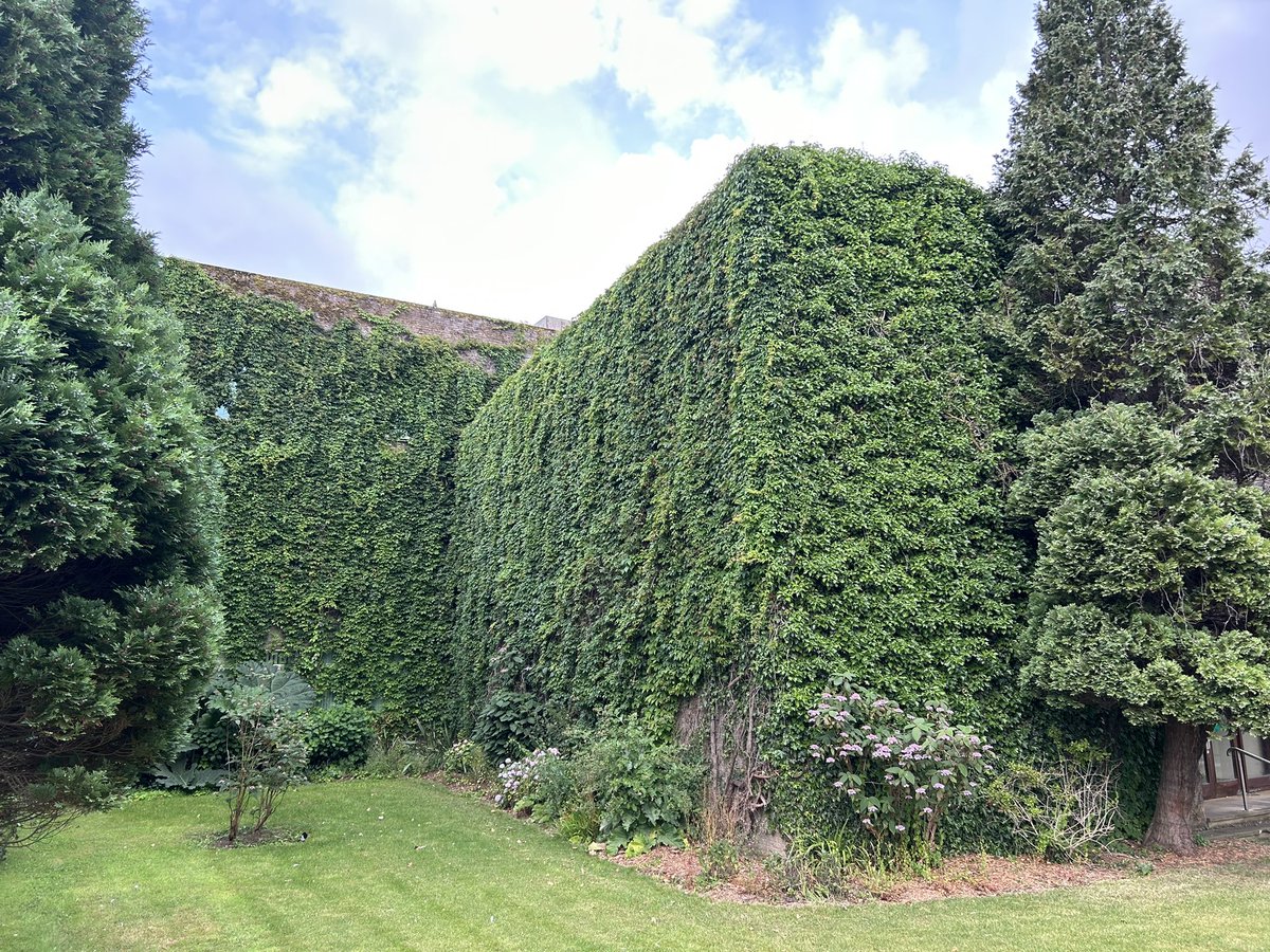 daisyroepsych tweet media