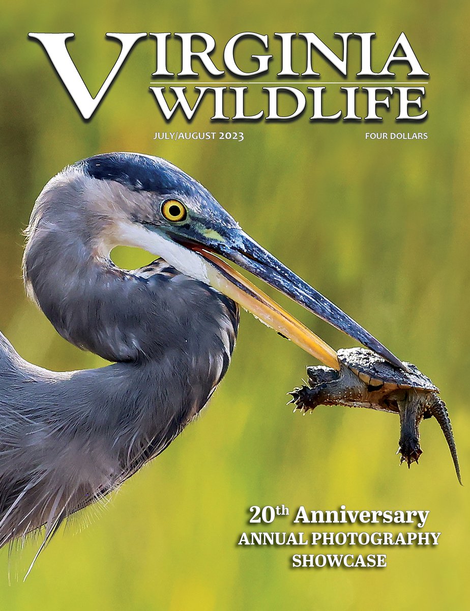 VirginiaDWR's tweet image. Ah Ah Ah Ah, stayin' alive, stayin' alive...

The July/August 2023 issue of the Virginia Wildlife Magazine celebrating the 20th anniversary of the ever-popular Photography Showcase Issue is now available! Subscribe or purchase a single copy at virginiawildlife.gov/photo-issue. #vawildlife