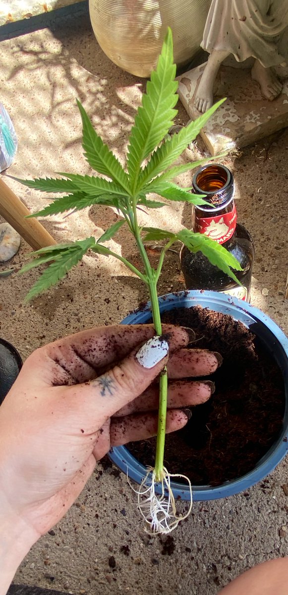MyceliumMindset's tweet photo. @AvantGrow does all the real work!!😍 I play with clones from the main girls, keeping them in my garden as pets 😌🙏 you can see the leaves cut to encourage root growth and it worked!🎉🌱 I’m happy so far and so is this bonus plant!✨❤️ https://t.co/lJQcsak6tk