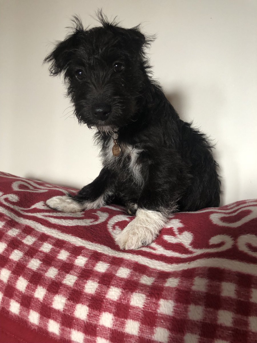 CaroleMoreton's tweet photo. @BexBookaholic Coco says hello https://t.co/Qg5PsRjIn3