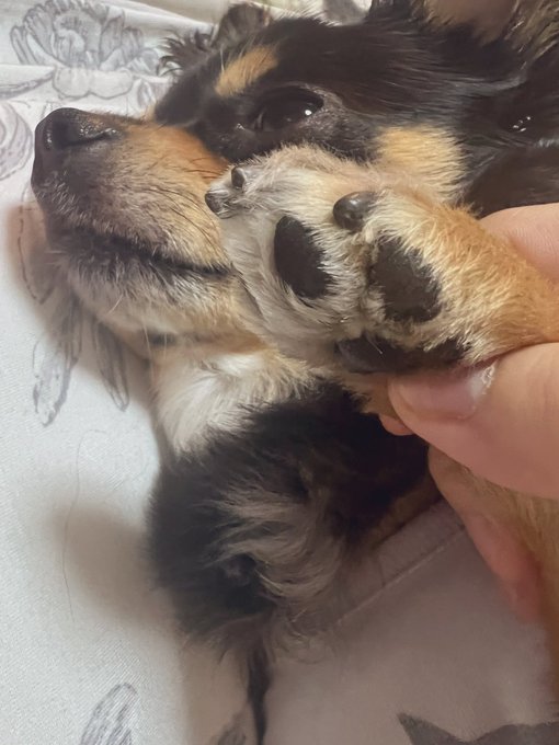 イッヌの相手さっきまでしてたんだけど原稿やり出したらソワソワかまちょしにきたけど構ってもらえないの分かって自分の小屋にとぼとぼ帰ってった可愛いね 