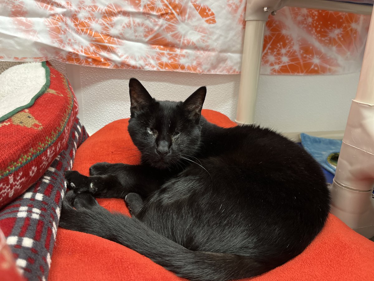 BlindCatRescue's tweet image. The blind, FIV &amp;amp; Leukemia positive cats ask will you please help us restock our pantry with our #ChristmasinJuly food and supply drive? 💙🎄🏖️ Your support to help the cats is so greatly appreciated!!! #CatsofTwitter

Find our Chewy Wishlist here: bit.ly/3CYHRvy