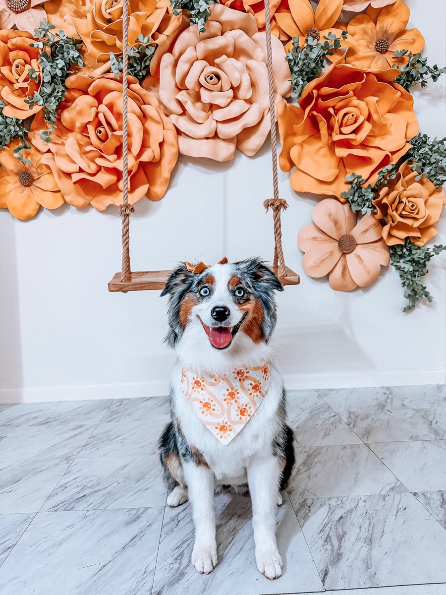 sunshine vibes #dogsoftwitter #dogs #summer