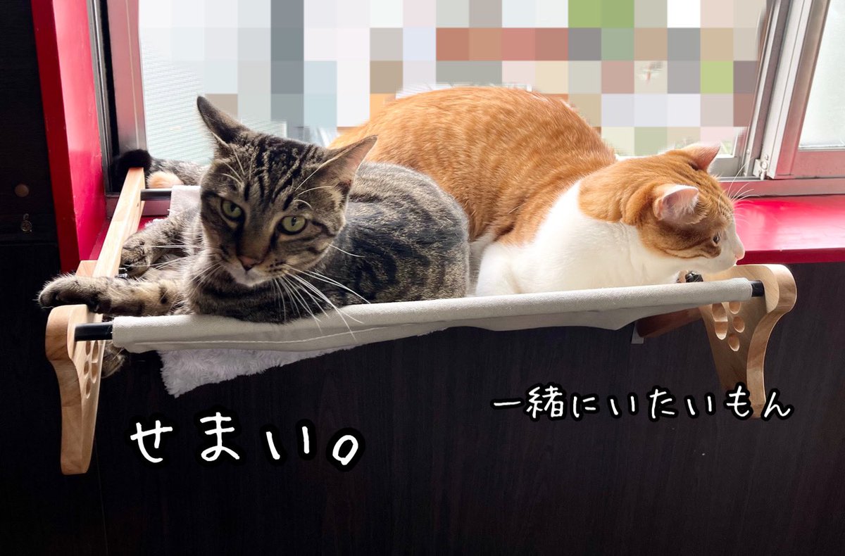 Ku4Kirera's tweet photo. ハンモックその後
 #猫がいる暮らし 
 #仲良し  #多頭飼い https://t.co/abzNmRVVsh