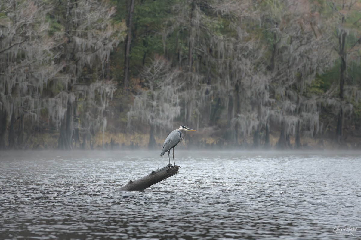 A fisherman at first morning light taken at Caddo Lake, Uncertain Texas. I'd love to add you to our workshop group this Nov #texas #CaddoLake #UncertainTexas #Photography #WildlifePhotography #NaturePhotography #Birds #Birding #Heron #Bayou #Swamp #WithMyTamron