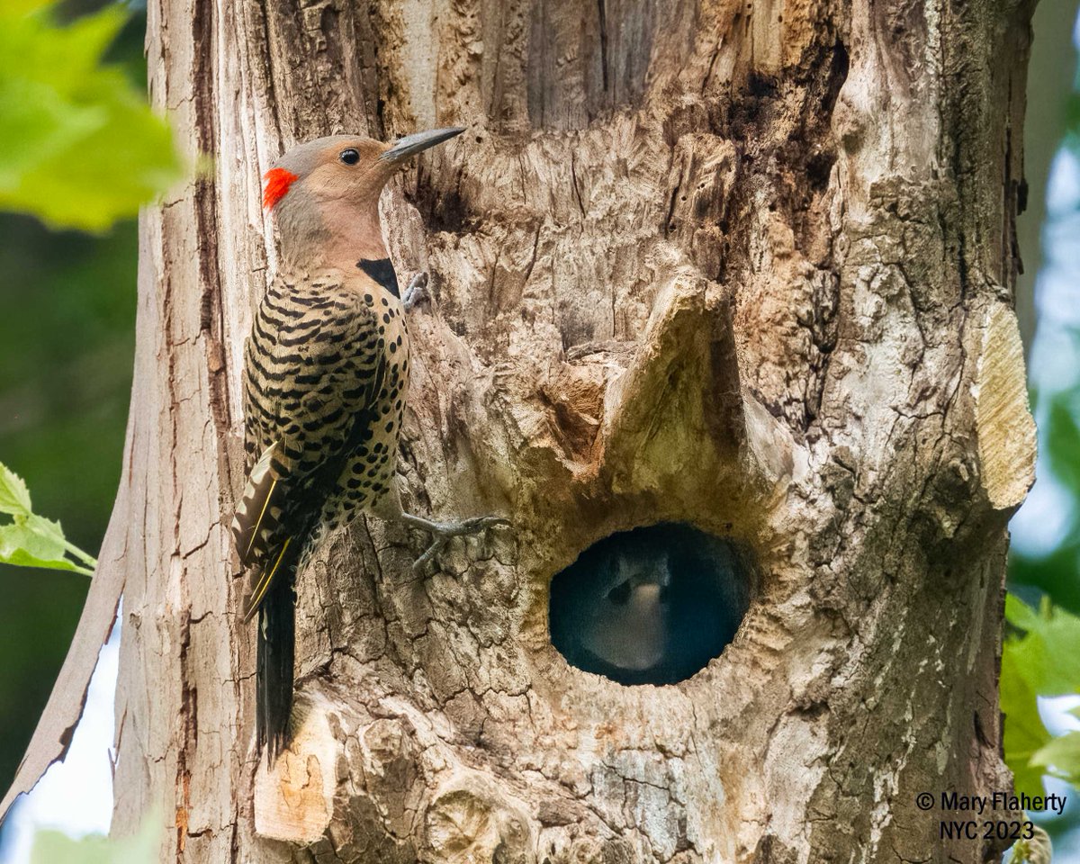 Northern Flickers, Central Park, NYC. #NaturePhotography #BirdTwitter #nature #BirdsOfTwitter #urbanbirding #BirdsofNYC #birds #wildlife #centralpark