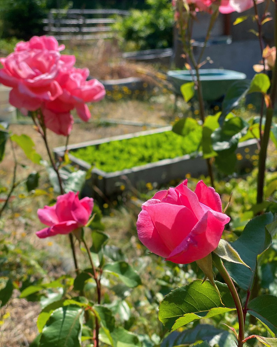 Austin_Sieben's tweet photo. NATURE NEVER HURRYS HUSTLES OR WORKS HARD. Pretty Powerful Phenomenon. #rose https://t.co/oDCBM4DXZo