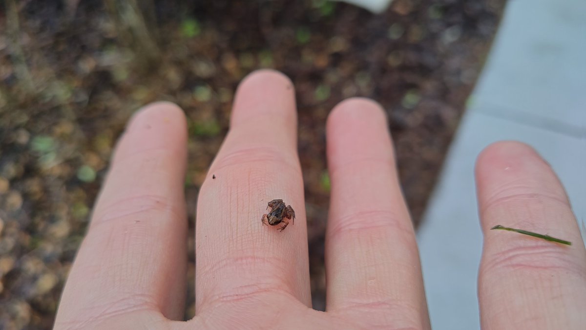 DailyToads's tweet photo. tineest forg ervr
#frog
#nature
#mybutt
#yourbutt
#farts https://t.co/VTrzqBcn6B