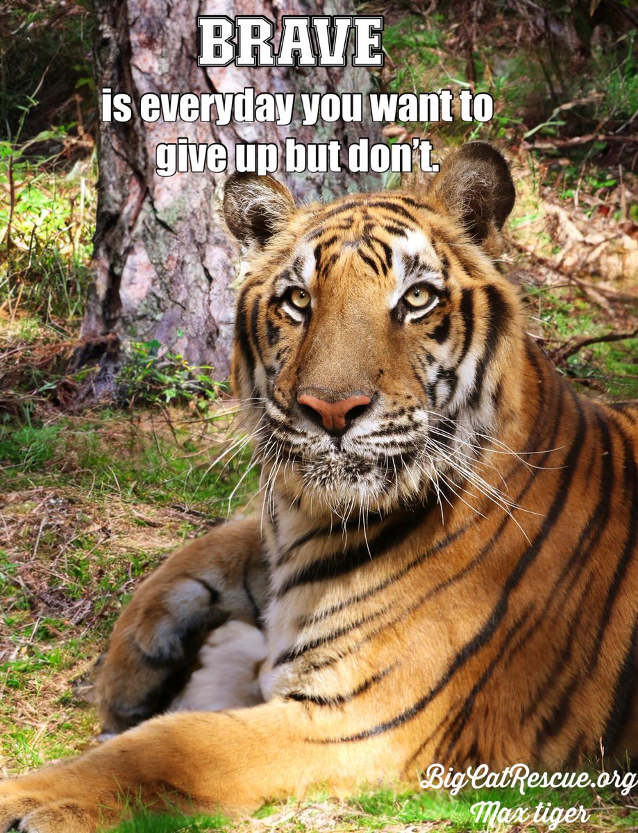 BigCatRescue's tweet photo. BRAVE is everyday you want to give up but don’t.
#MaxTiger #BigCatRescue #Rescue #BigCats #Brave #Tigers #Quotes #QuotesToLiveBy #Inspiring #Inspirational #CaroleBaskin https://t.co/c0niwL5let