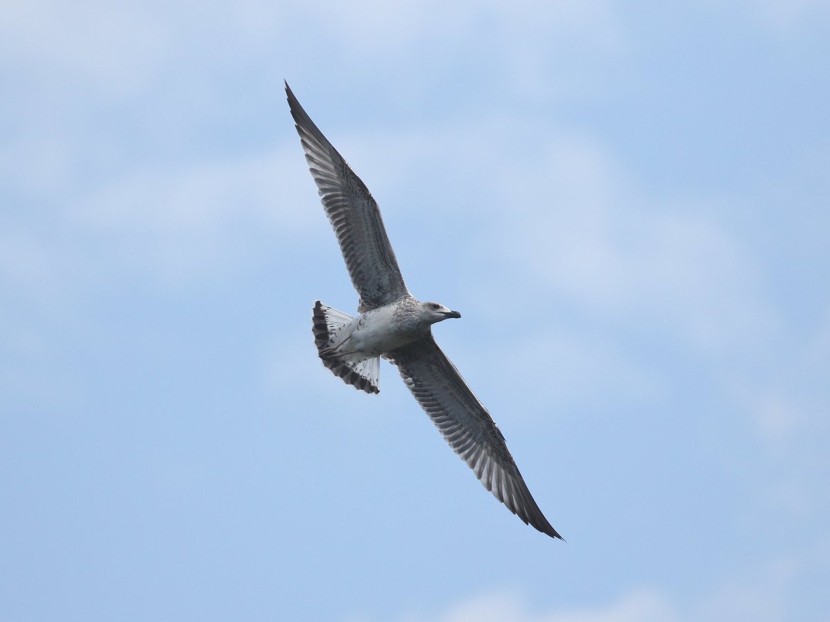 Nice fresh juv Yellow-legged Gull on the Don at Effingham Street Sheffield today.