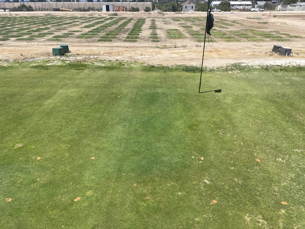UCRturfgrass's tweet image. Daconil Action + Appear II doing its thing in the #RapidBlight fungicide trial. No disease, yet except for #SummerPatch which I’m trying to squish with various DMIs &amp;amp; strobis. Although not a “go to” for either disease, this combo has proven success on #Poa. @SyngentaTurf