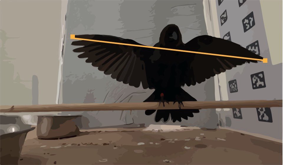 naticiencia's tweet photo. #ABS2023 Join us this evening at my PI @Marc_F_Schmidt’s talk at 4:45 PM room B115 (Communication II). He will be discussing our recent work studying the effects of postural display on song quality in #cowbirds 🐦‍⬛ #neuroethology #biocoustics #matingdisplay #songbirds https://t.co/rj02dNSToV