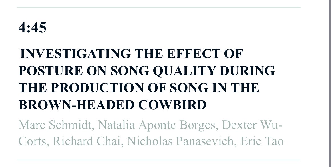 naticiencia's tweet photo. #ABS2023 Join us this evening at my PI @Marc_F_Schmidt’s talk at 4:45 PM room B115 (Communication II). He will be discussing our recent work studying the effects of postural display on song quality in #cowbirds 🐦‍⬛ #neuroethology #biocoustics #matingdisplay #songbirds https://t.co/rj02dNSToV